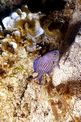 Castagnola (Chromis chromis)