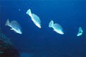 Corvina (Sciaena umbra)