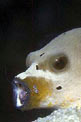Gambero pulitore (Periclimenes holthuisi)