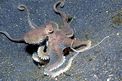 Polpo della sabbia (Octopus sp. 3)