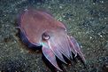 Seppia gigante del reef (Sepia latimanus)