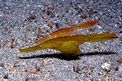 Pesce ago fantasma robusto (Solenostomus cyanopterus)