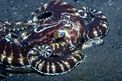 Polpo imitatore (Octopus sp. 1)