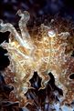 Seppia gigante del reef (Sepia latimanus)
