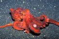 Polpo stellato (Octopus luteus)