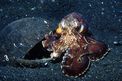 Polpo delle noci di cocco (Octopus marginatus)