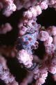 Cavalluccio marino pigmeo (Hippocampus bargibanti)