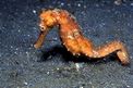 Cavalluccio marino istrice (Hippocampus spinosissimus)