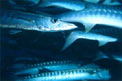 Barracuda pinna nera (Sphyraena qenie)