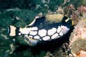 Pesce balestra clown (Balistoides conspicillum)