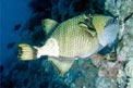 Pesce balestra (Balistoides viridescens)