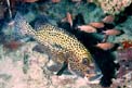 Gaterino arlecchino (Plectorhinchus chaetodontoides)