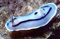 Chromodoris willani (Chromodoris willani)