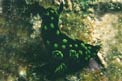 Nembrotha (Nembrotha cristata)