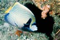 Pesce angelo imperatore (Pomacanthus imperator)