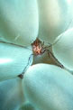 Gamberetto simbionte (Vir philippinensis)