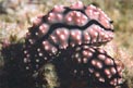 Nudibranchio (Phyllidiopsis fissuratus)