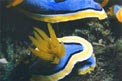 Chromodoris di anna (Chromodoris annae)