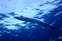 Barracuda (Sphyraena barracuda)