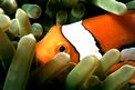 Pesce pagliaccio occidentale (Amphiprion ocellaris)