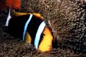 Pesce pagliaccio di Clark (Amphiprion clarkii)