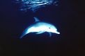 Tursiope (Tursiops truncatus)