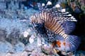 Pesce cobra (Pterois miles)