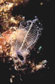 Ascidia  cristallo (Clavelina lepadiformis)