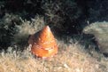 Troco lucente (Calliostoma conulus)