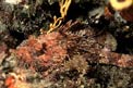 Scorfano rosso (Scorpaena scrofa)