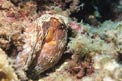 Polpo comune (Octopus vulgaris)