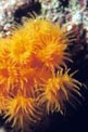 Madrepora arancione (Astroides calycularis)