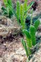 Caulerpa (Caulerpa taxifolia)