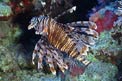 Pesce cobra (Pterois miles)