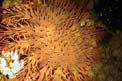 Stella corona di spine (Acanthaster planci)