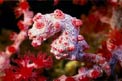 Cavalluccio marino pigmeo (Hippocampus bargibanti)