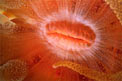 Polipo corallino (Tubastrea n.d.)