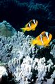 Pesce pagliaccio (Amphiprion bicinctus)