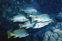 Gaterino tropicale (Plectorhinchus gaterinus)