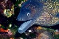Murena (Muraena helena)