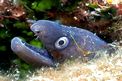 Murena (Muraena helena)
