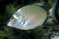 Sarago pizzuto (Diplodus puntazzo)