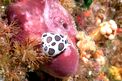 Vacchetta di mare (Discodoris atromaculata)