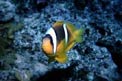 Pesce pagliaccio (Amphiprion bicinctus)