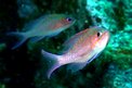 Castagnola rossa (Anthias anthias)
