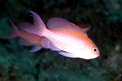 Castagnola rossa (Anthias anthias)