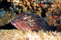 Cernia bruna (Epinephelus marginatus)