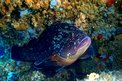 Cernia bruna (Epinephelus marginatus)
