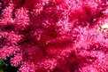 Gorgonia rossa (Paramuricea clavata)