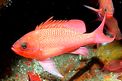 Castagnola rossa (Anthias anthias)